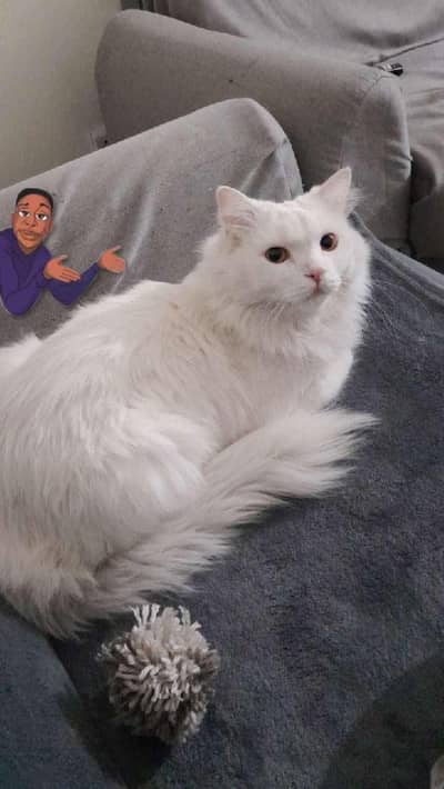 persian cat named stefan