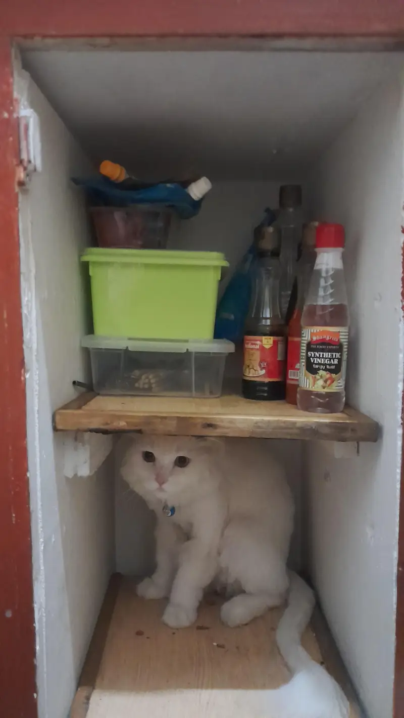 persian cat named stefan — photo 2