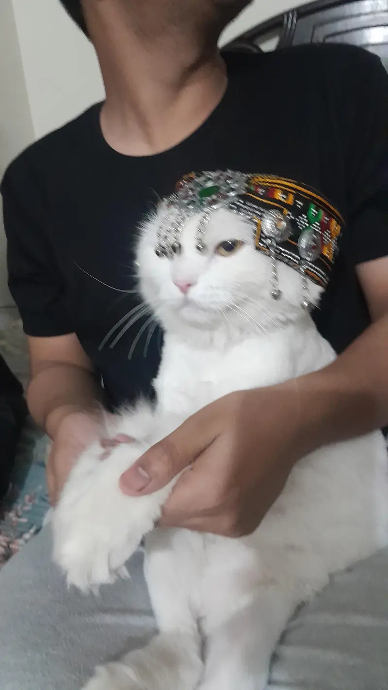 persian cat named stefan — photo 3