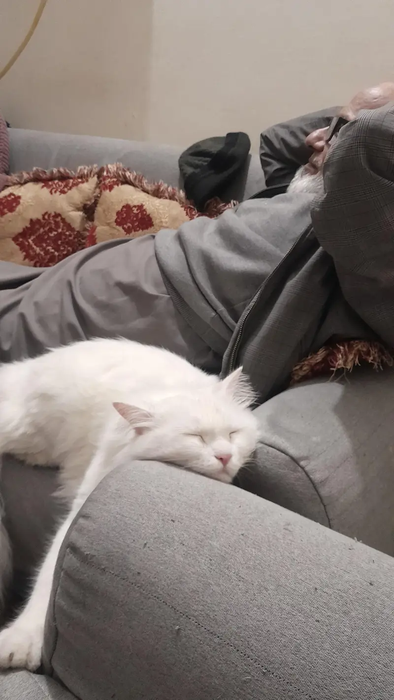 persian cat named stefan — photo 4