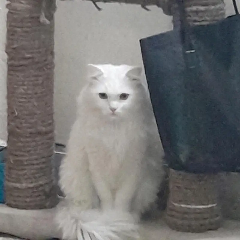 persian cat named stefan — photo 5