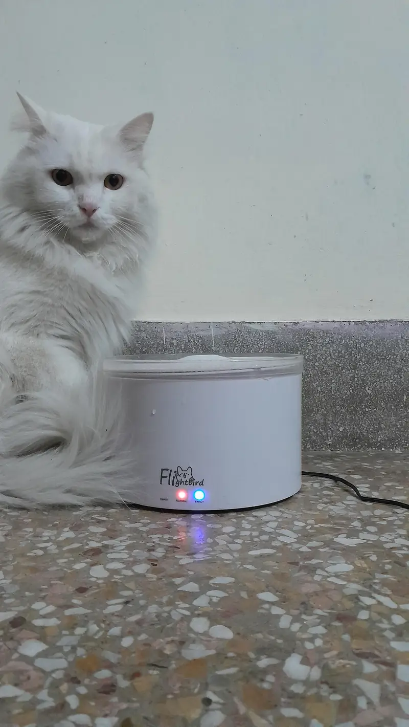 persian cat named stefan — photo 6