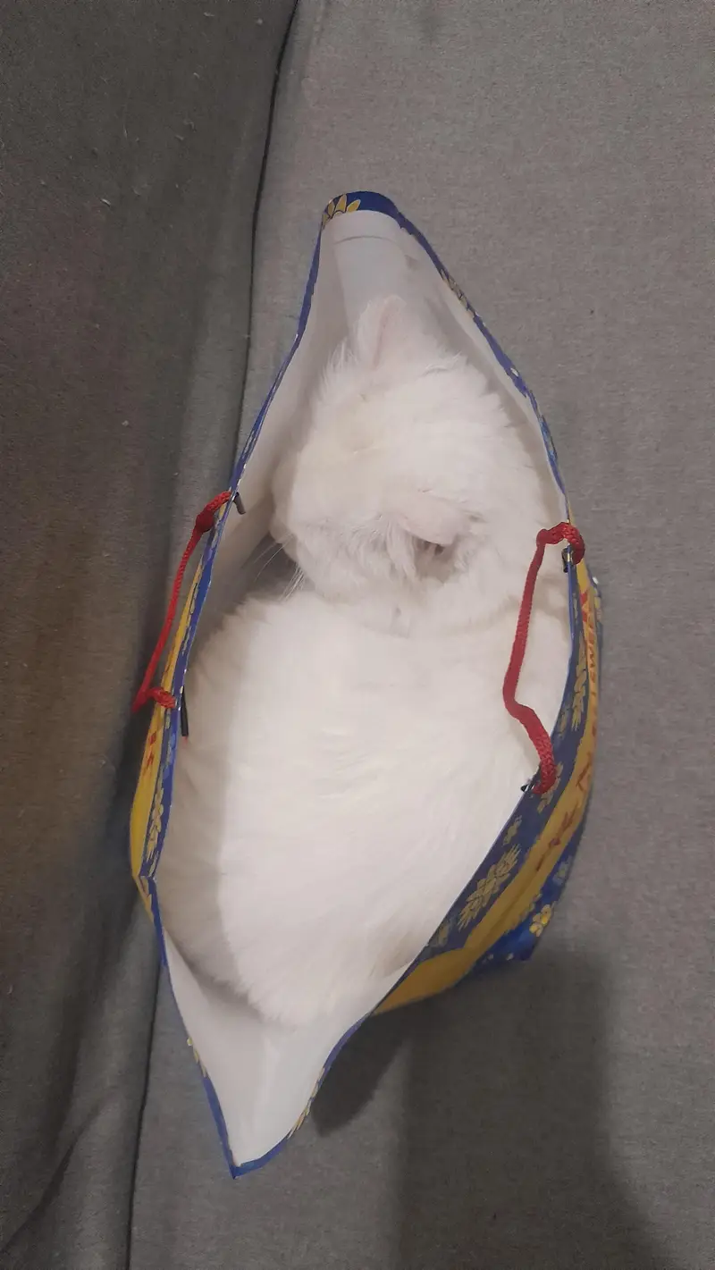 persian cat named stefan — photo 8