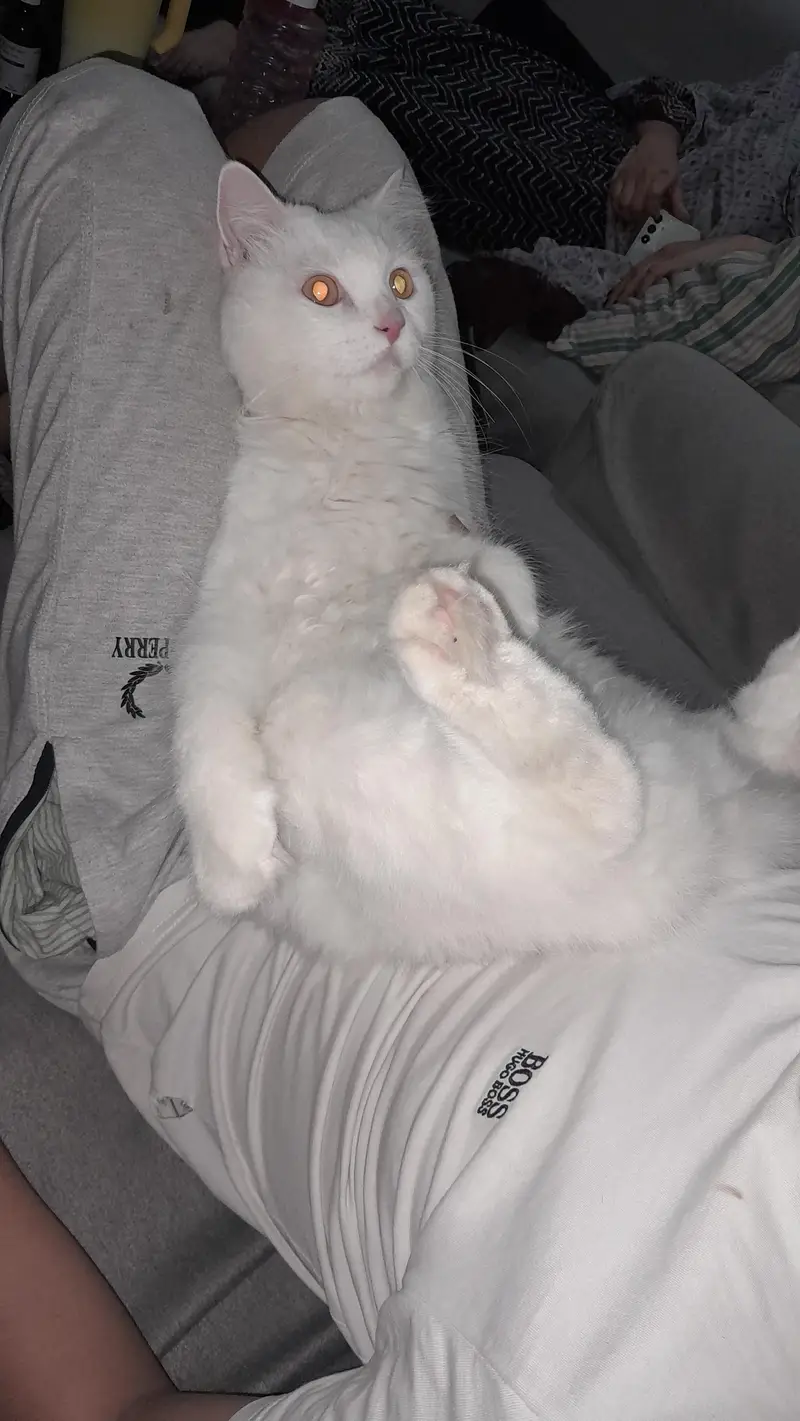 persian cat named stefan — photo 9