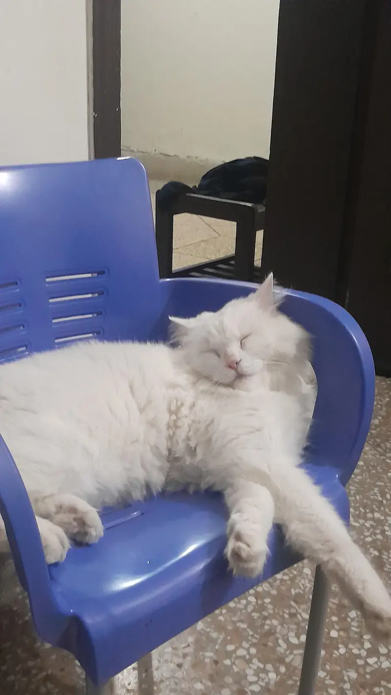 persian cat named stefan — photo 10