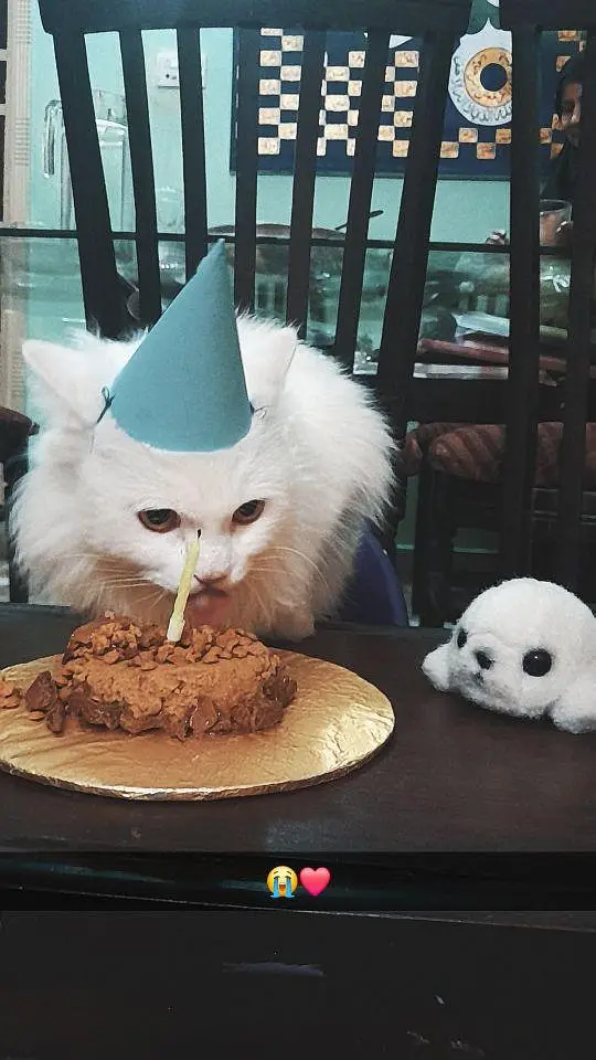 persian cat named stefan — photo 11