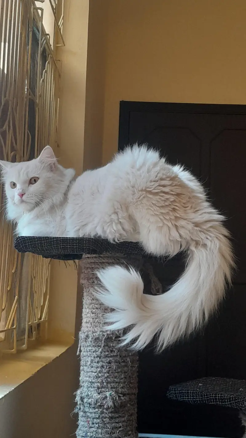 persian cat named stefan — photo 12