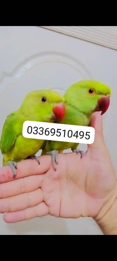 03369510495 Green ringneck parrots handtame pair