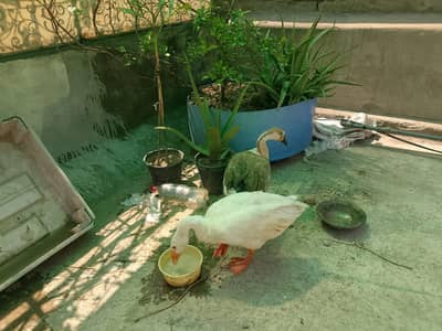 Long Neck Ducks Pair