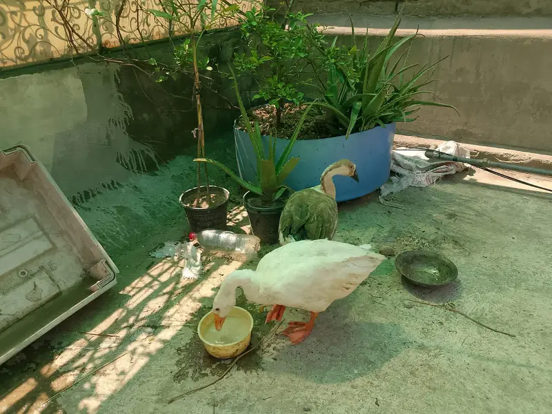 Long Neck Ducks Pair