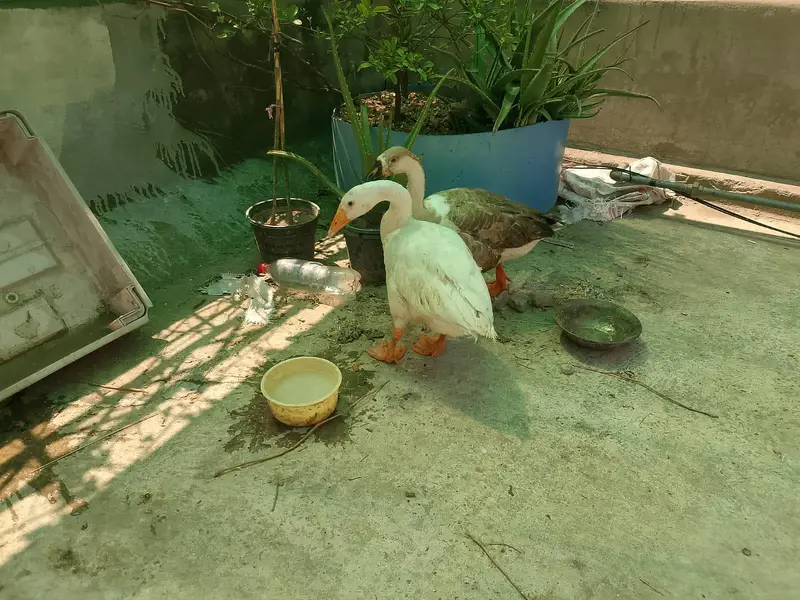 Long Neck Ducks Pair — photo 2