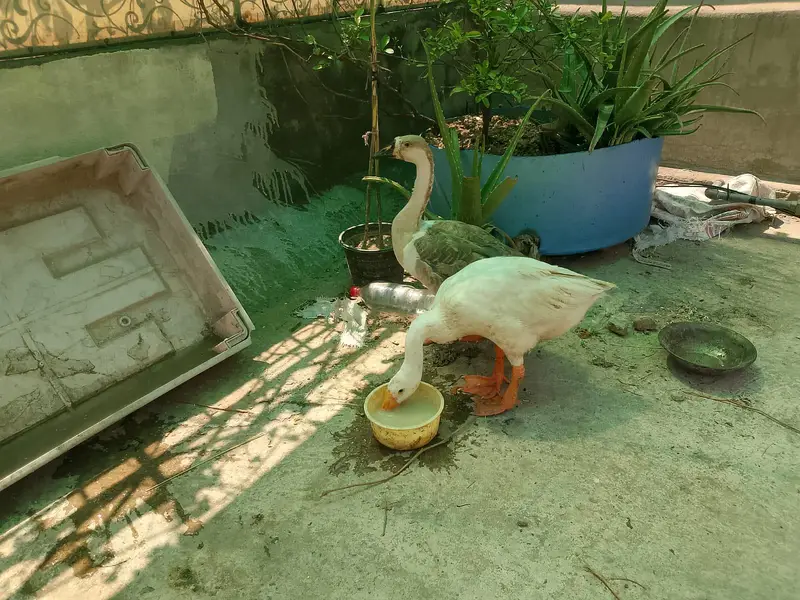 Long Neck Ducks Pair — photo 3