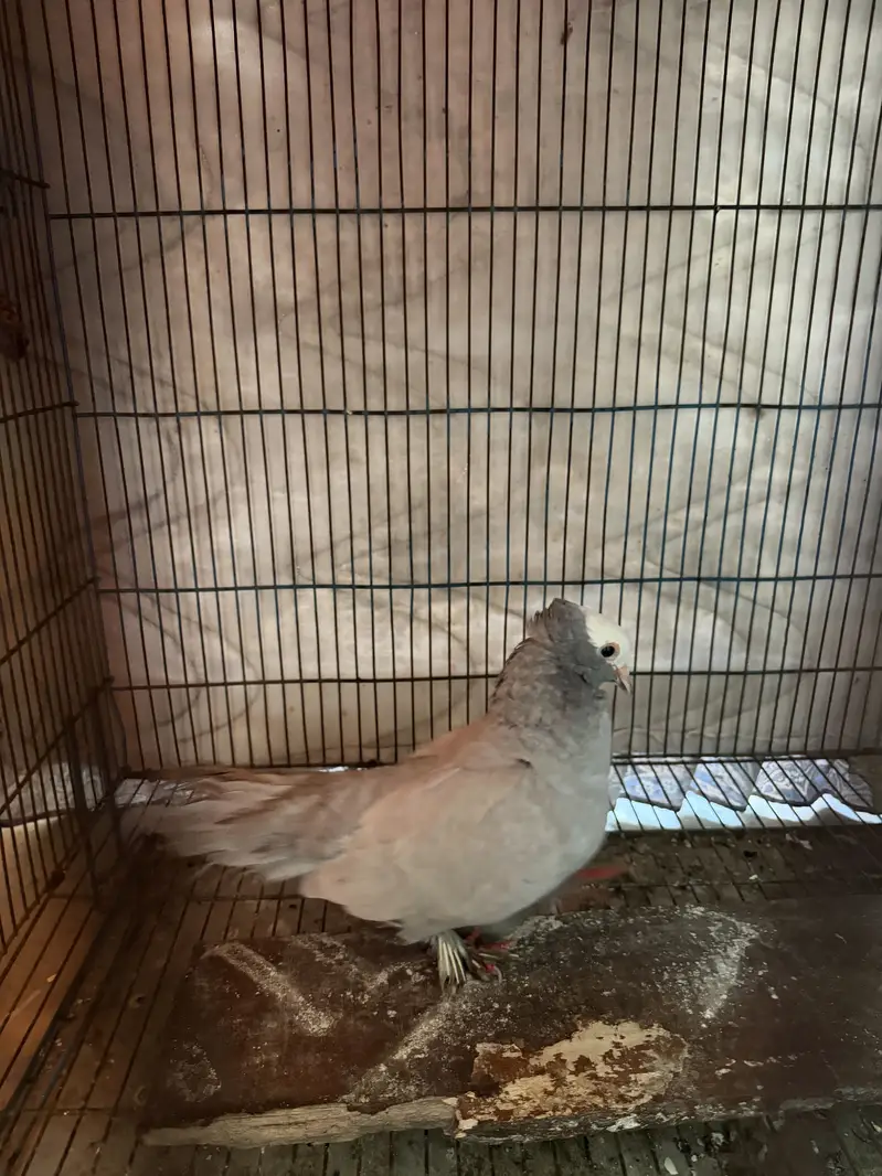Sharazi mukhi — photo 3