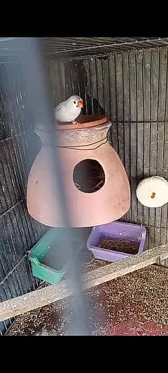 mutation undersize finches female for sell 1