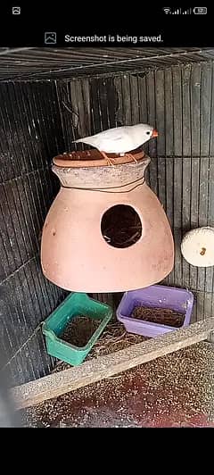 mutation undersize finches female for sell 2