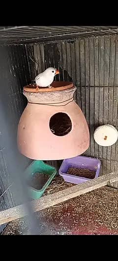 mutation undersize finches female for sell 3