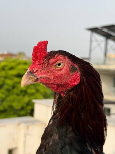 high quality lakha breeder avb