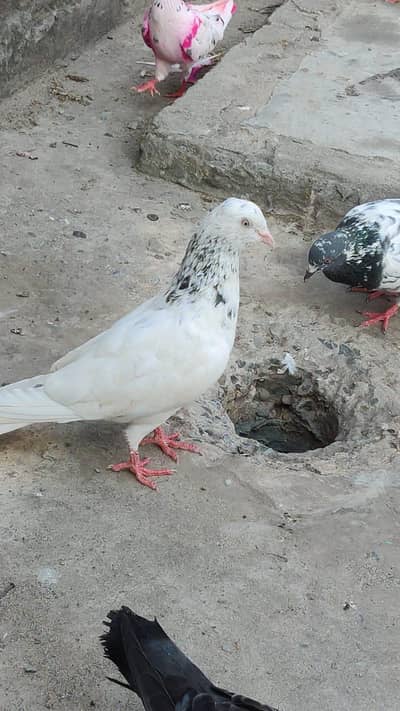 Aseel Breeder BAIRDS