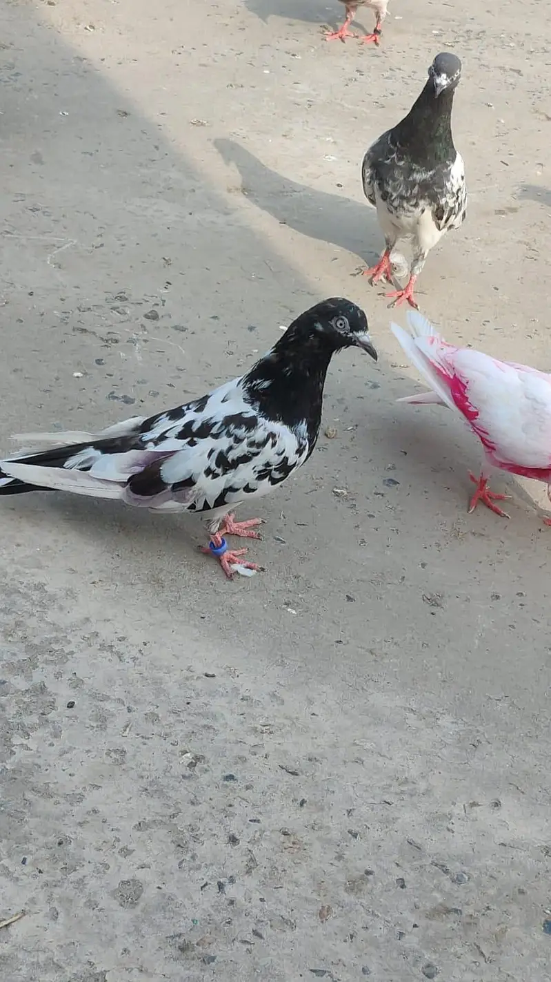 Aseel Breeder BAIRDS — photo 2