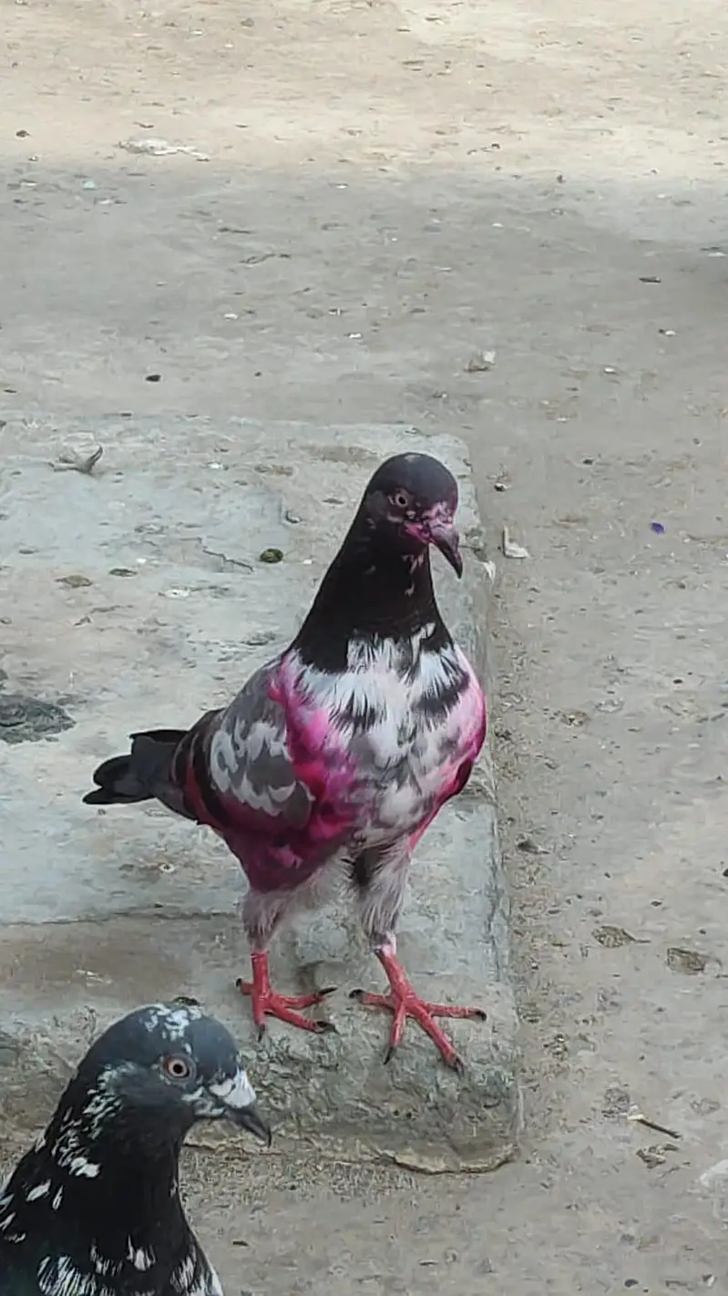 Aseel Breeder BAIRDS — photo 4