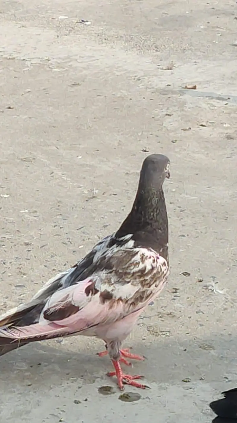 Aseel Breeder BAIRDS — photo 5