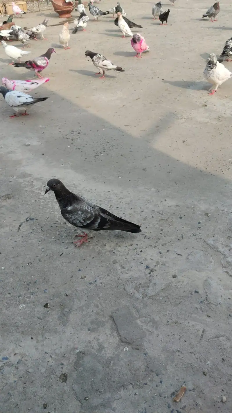 Aseel Breeder BAIRDS — photo 6