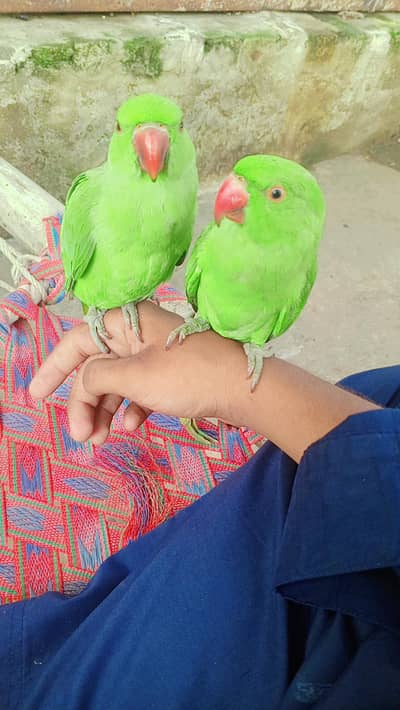 parrot