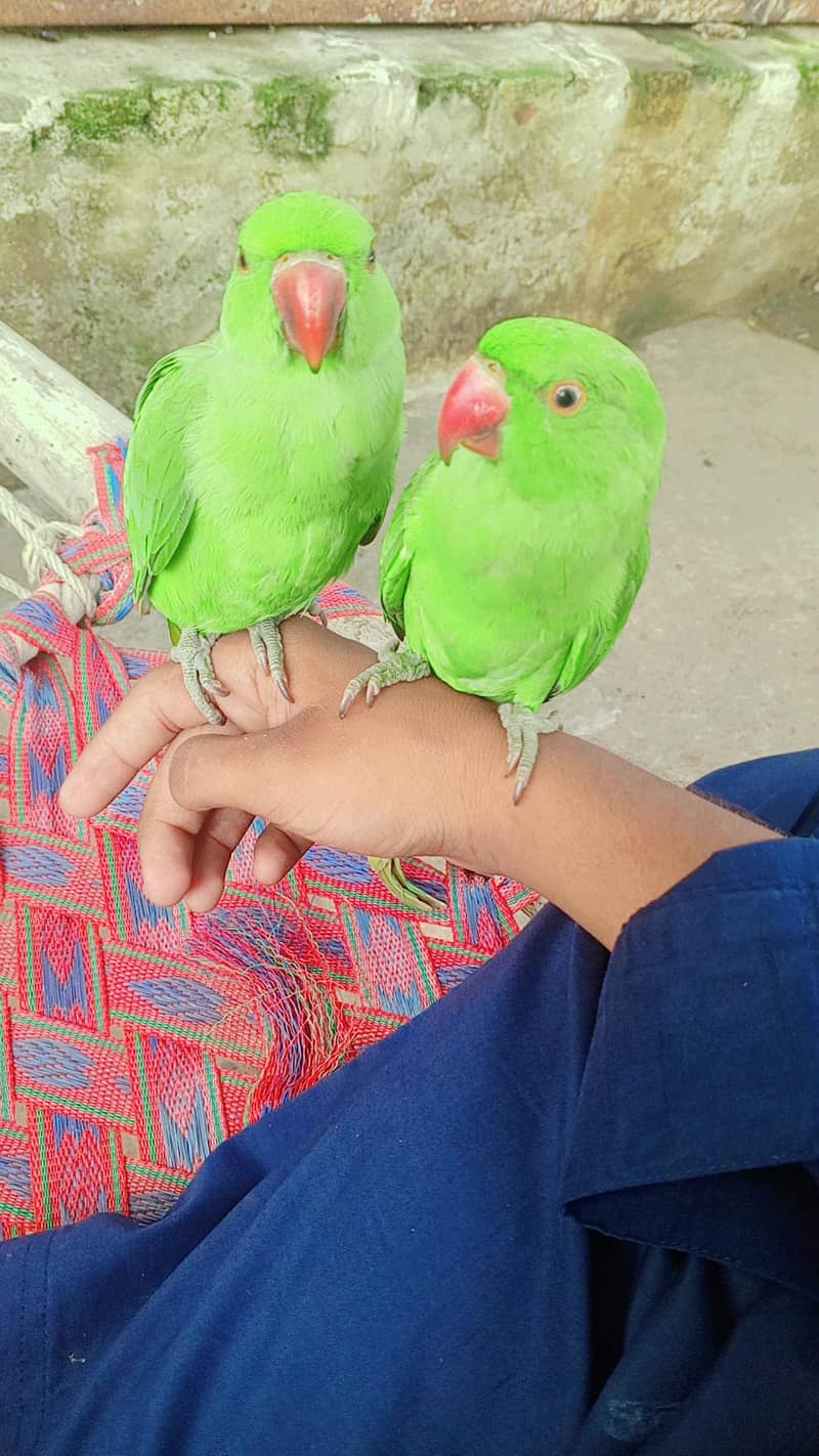 parrot 0