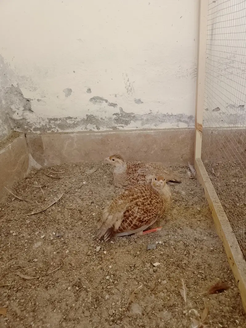 Irani teetar — photo 2