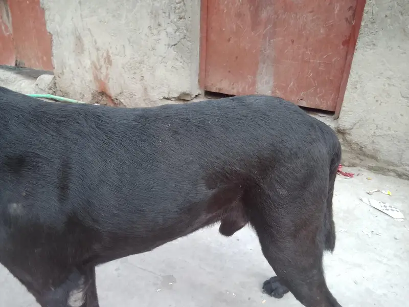 Family dog h — photo 4