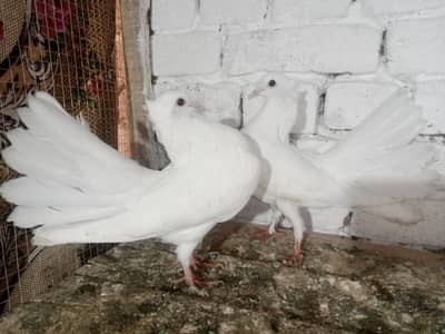 Lakky kabootar Fancy Pigeon Pair