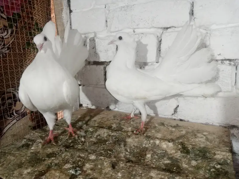 Lakky kabootar Fancy Pigeon Pair — photo 2