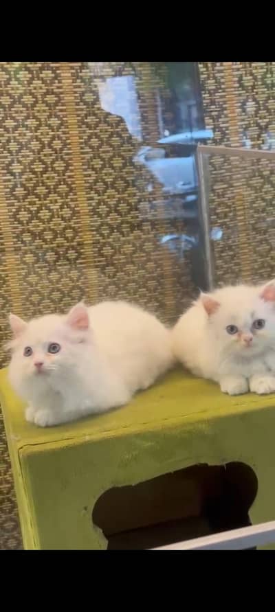 pure persian kittens