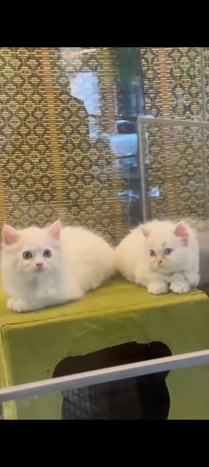 pure persian kittens — photo 2