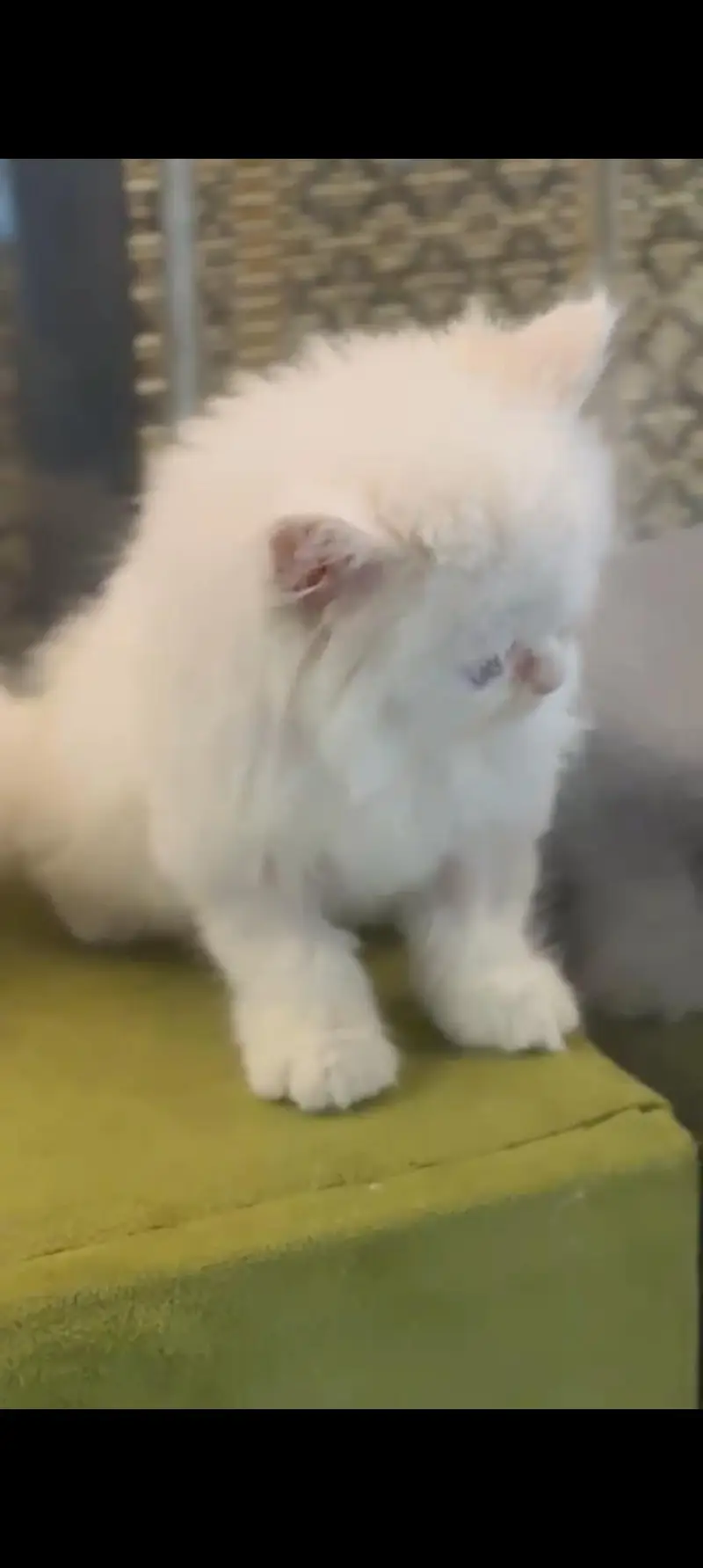pure persian kittens — photo 3