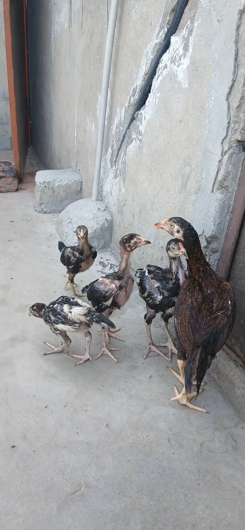 aseel breed — photo 2