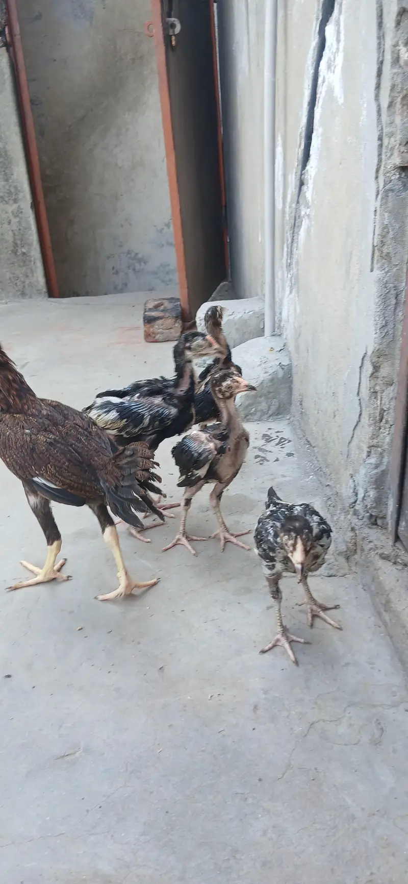 aseel breed — photo 4