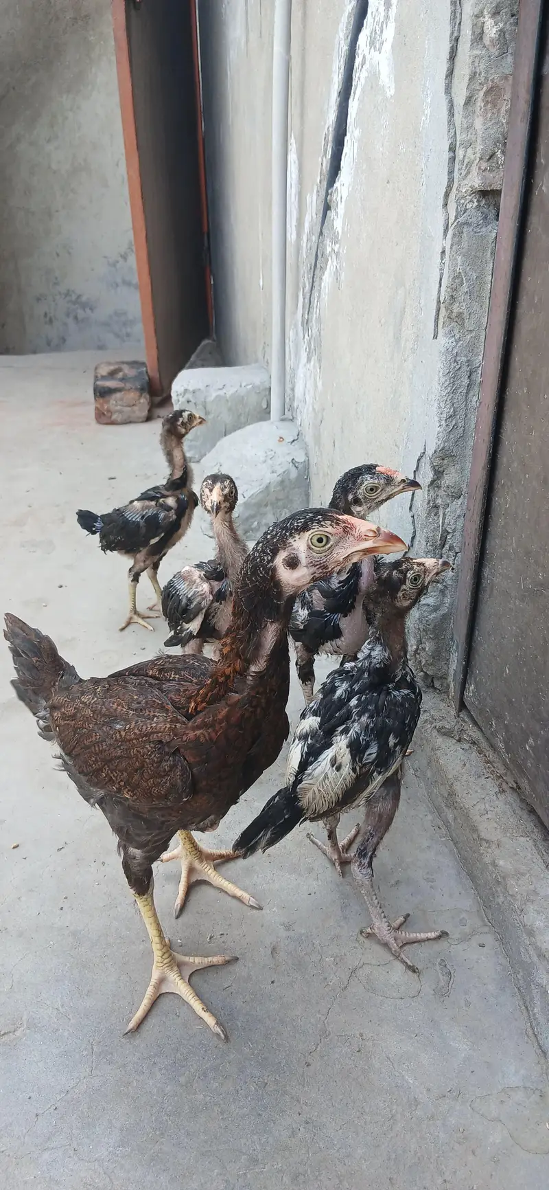 aseel breed — photo 5