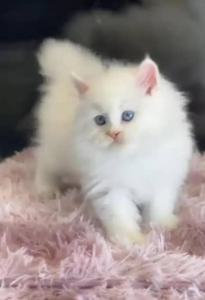 Persian cat for sale 2 month age available