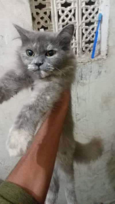 female cat