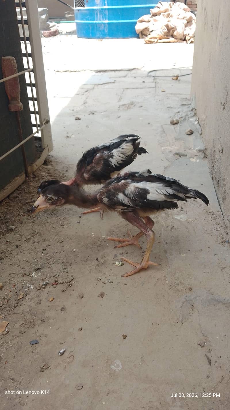 aseel chicks 1