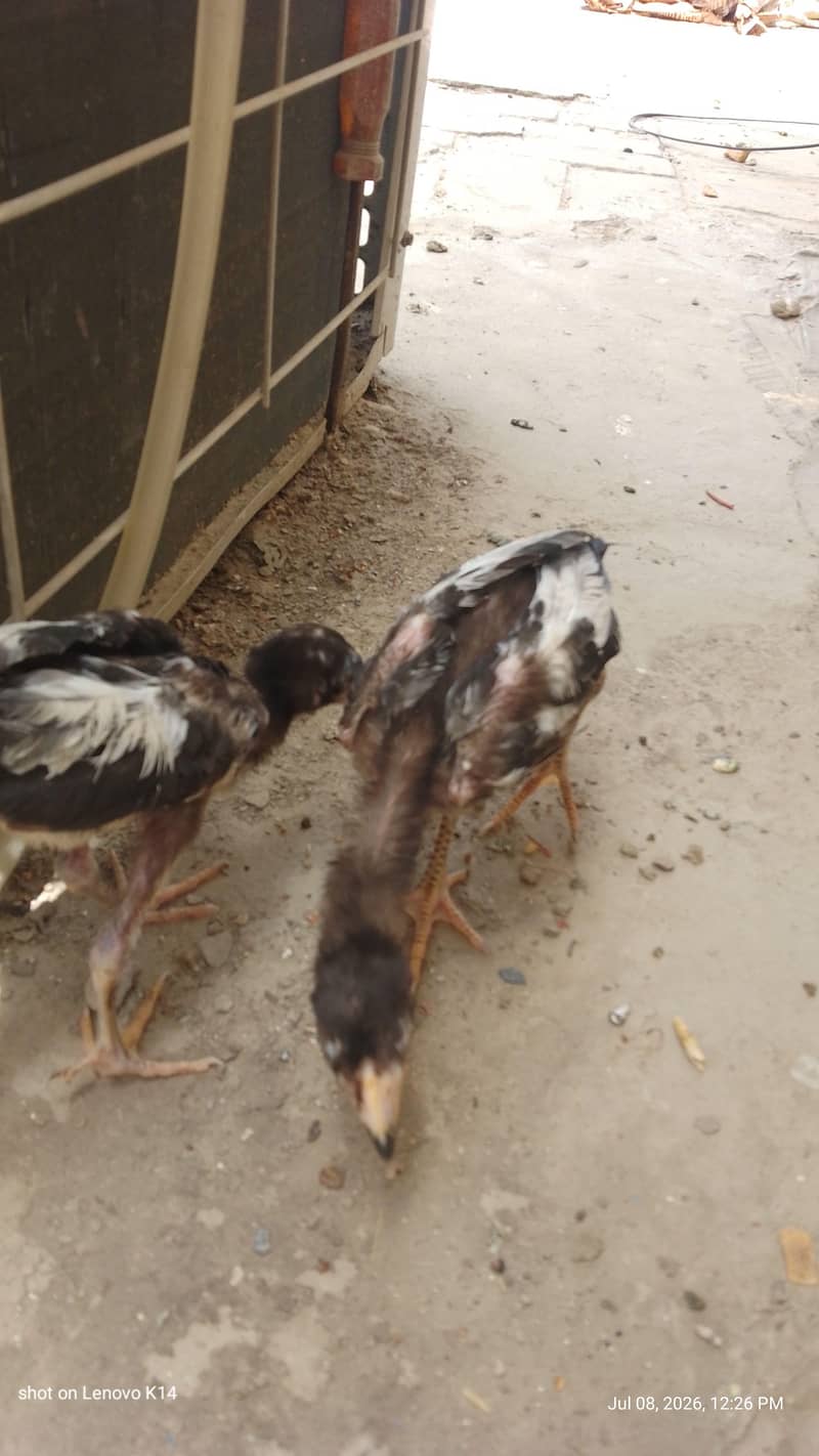 aseel chicks 2