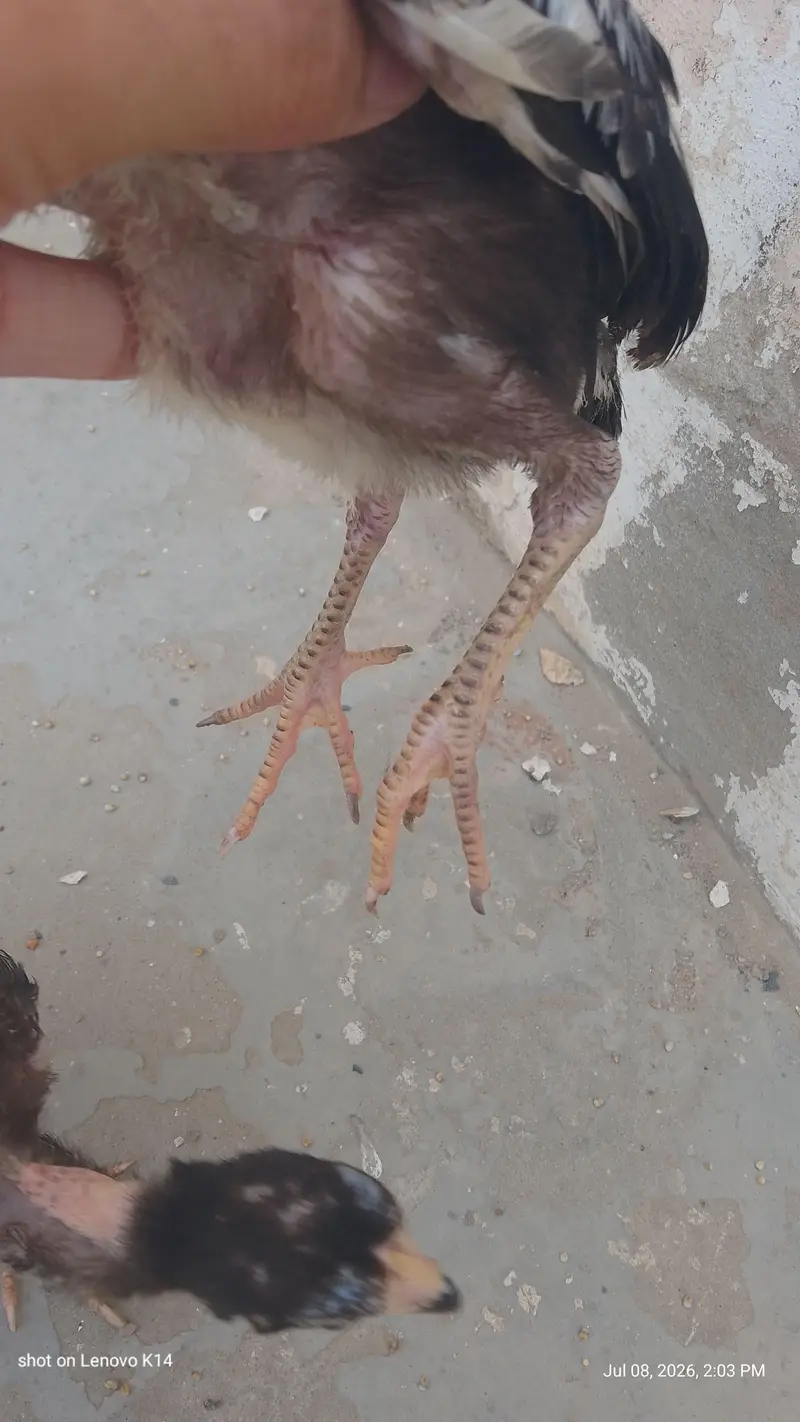 aseel chicks — photo 4