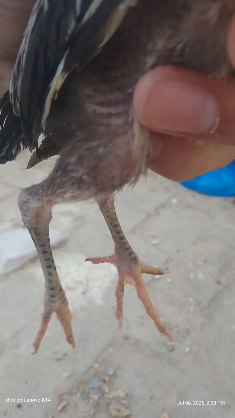 aseel chicks — photo 5