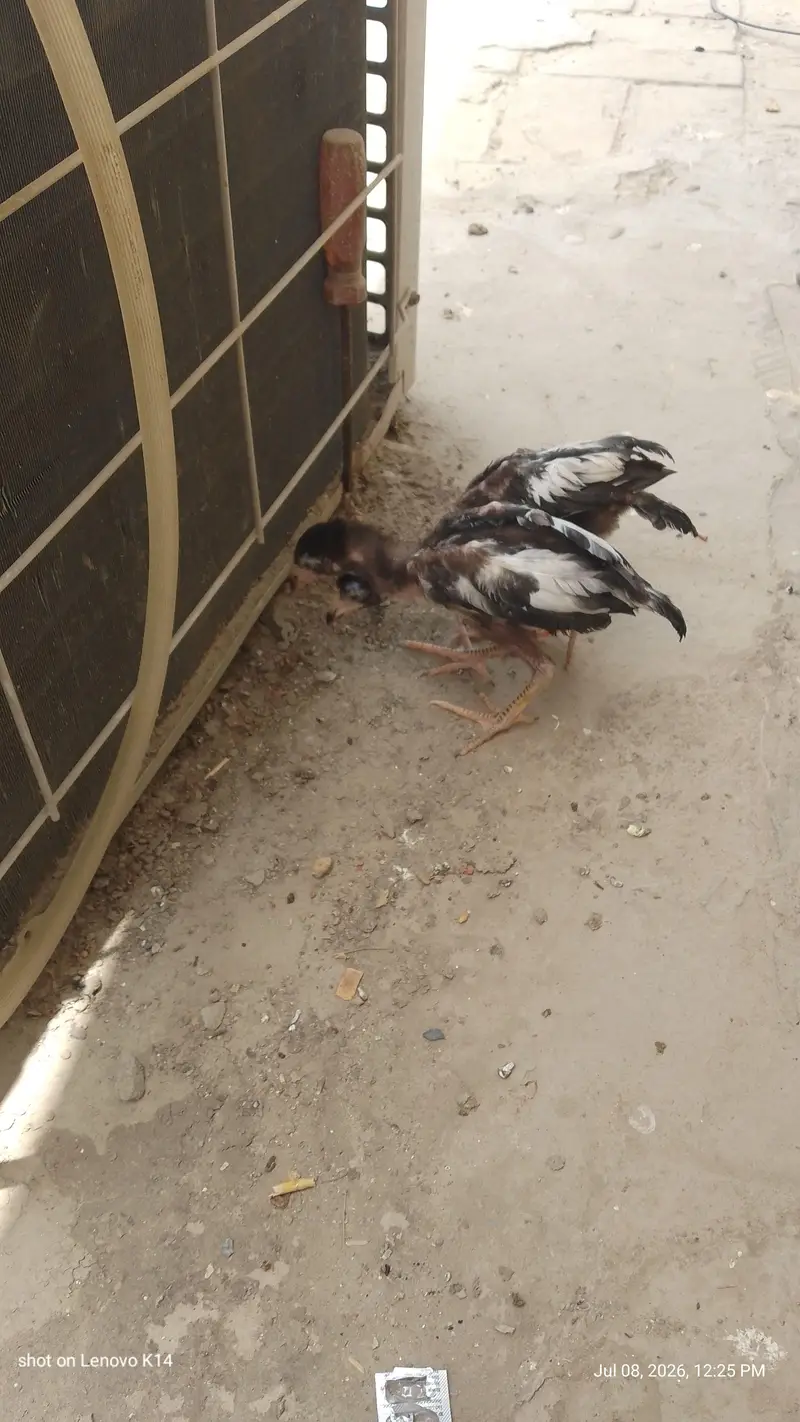 aseel chicks — photo 7
