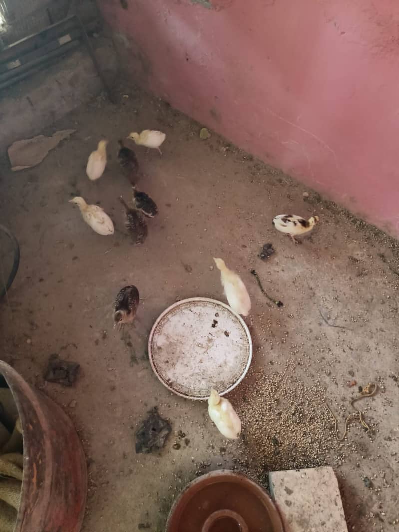 Peacock  Chicks 0