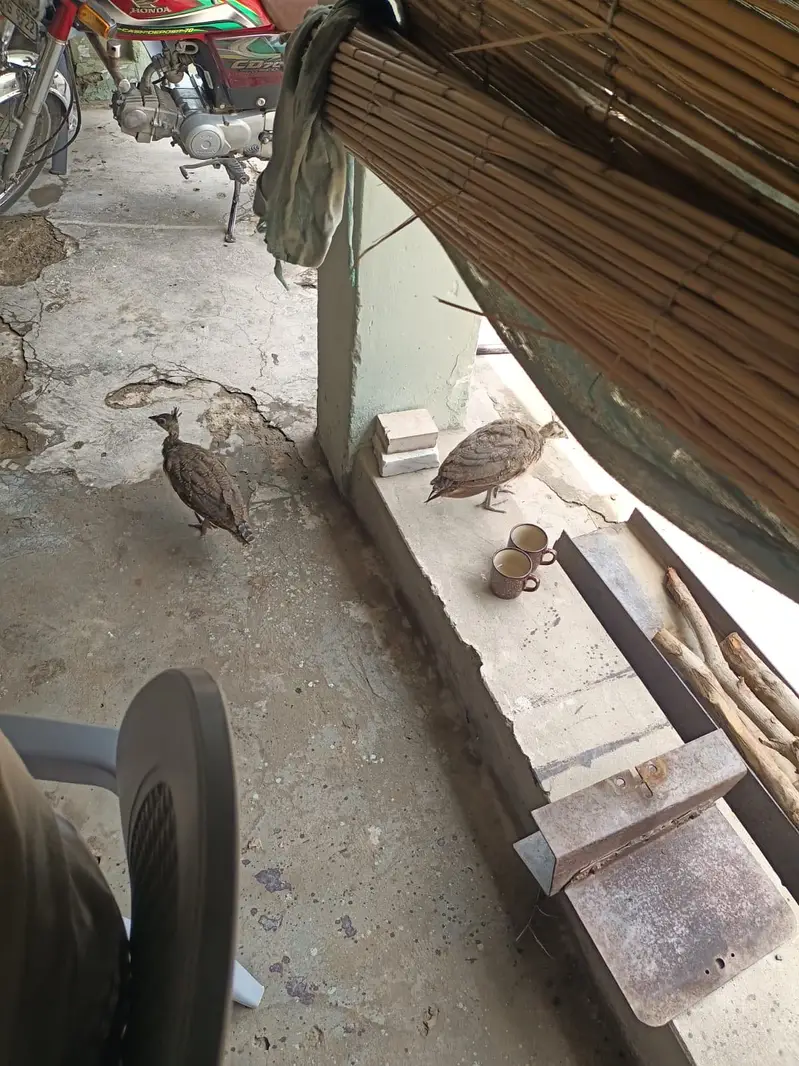Peacock  Chicks — photo 3