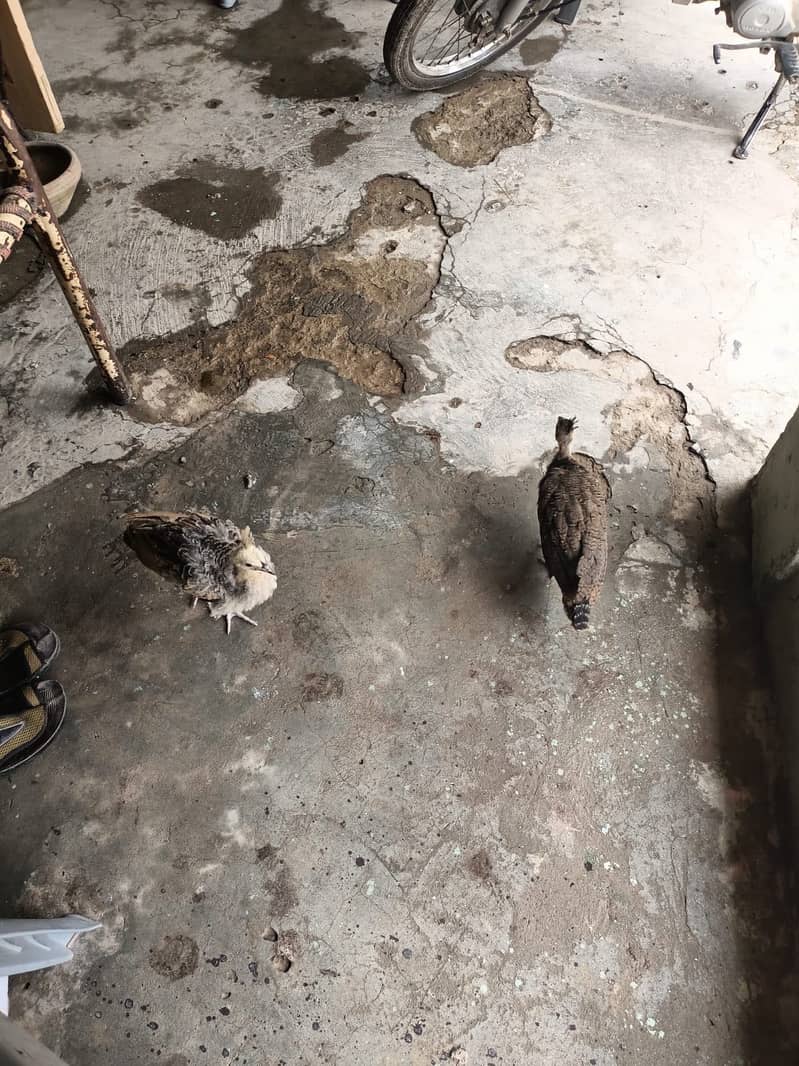 Peacock  Chicks 3