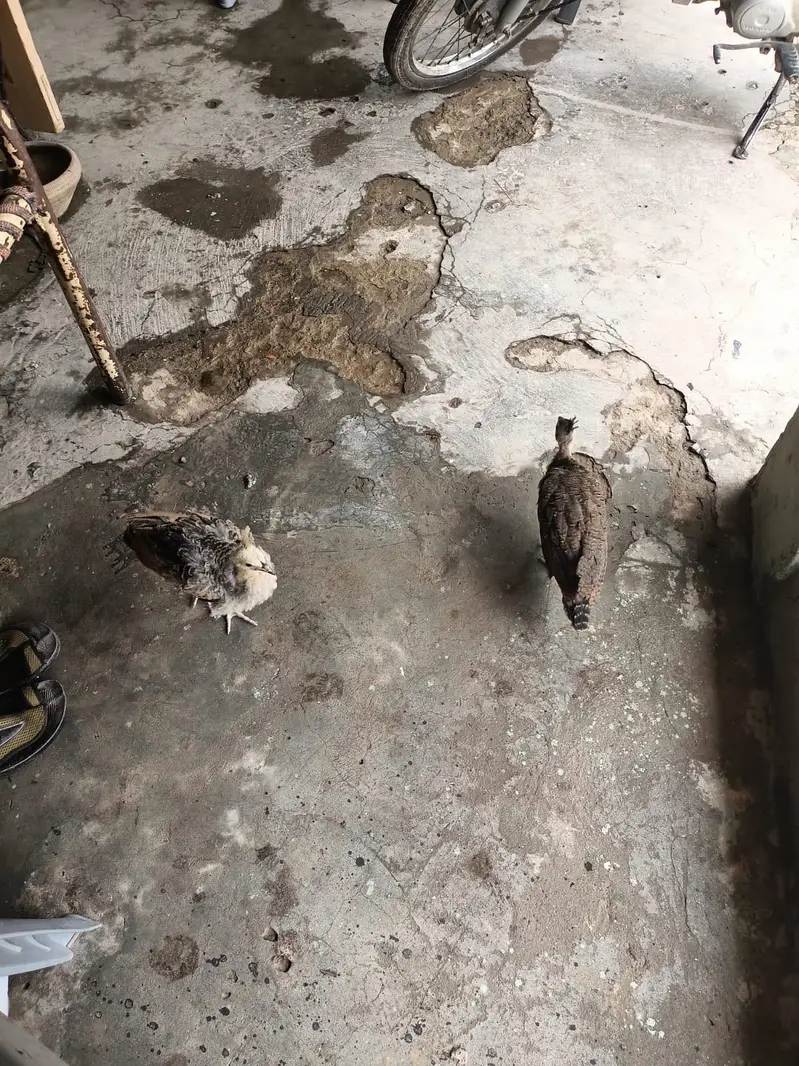 Peacock  Chicks — photo 4