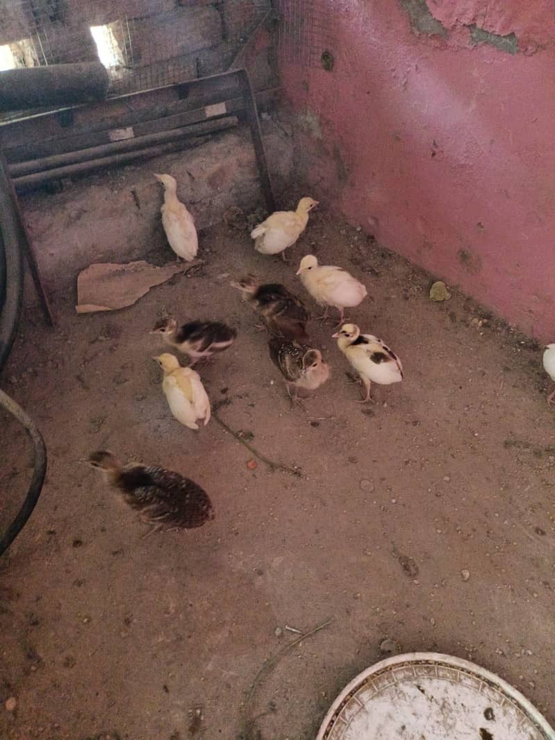 Peacock  Chicks 4